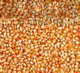 農(nóng)副產(chǎn)品銷售 連接田間與餐桌的專業(yè)橋梁